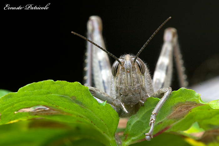 cavalletta gigante da identificare